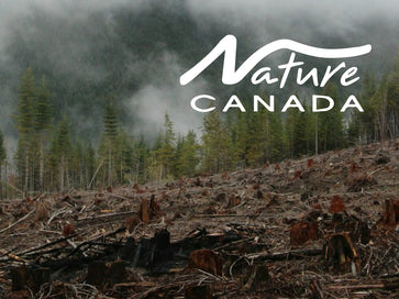 Safeguarding Canada's Forests with Nature Canada