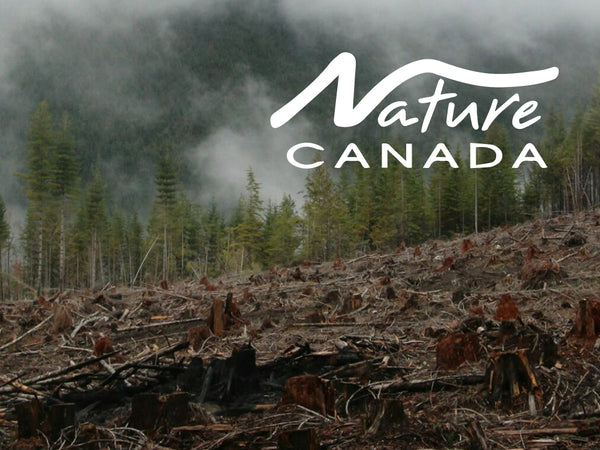 Safeguarding Canada's Forests with Nature Canada