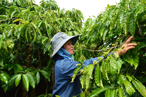 Rainforest Alliance Certified Guatemalan